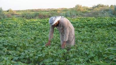 Okra harvest peaks in Basra with ‘Suhaili’ crop thriving in soaring heat