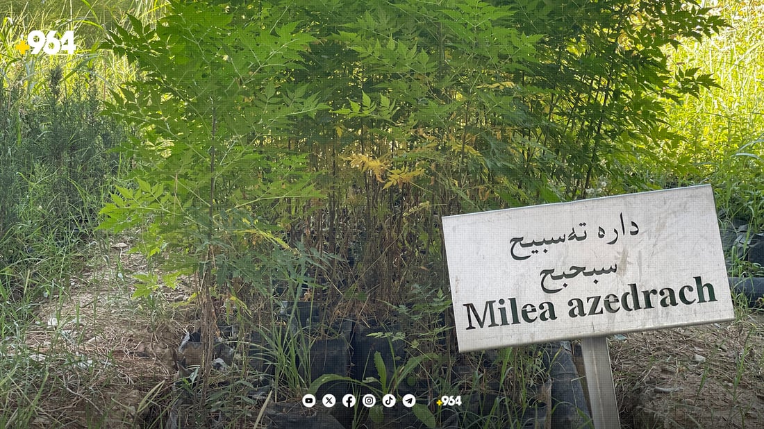 لە ناوەڕاستی ئەم مانگەوە نەمامێک بە 500 دینار بکڕە