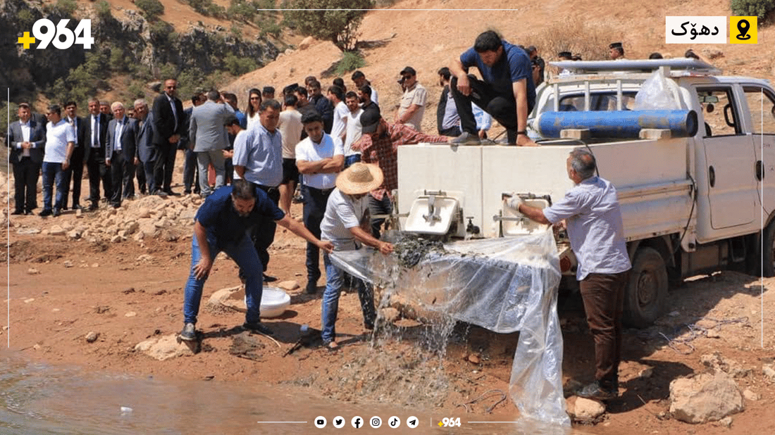 زیاتر لە 75 هەزار پەنجەماسی خرانە نێو بەنداوی خنس لە دهۆک