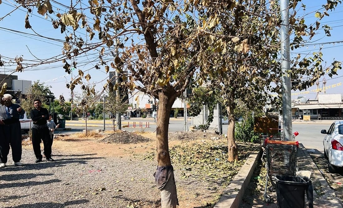 ژینگەی هەڵەبجە بەدواداچوون بۆ وشکبوونی دوو درەخت دەکات