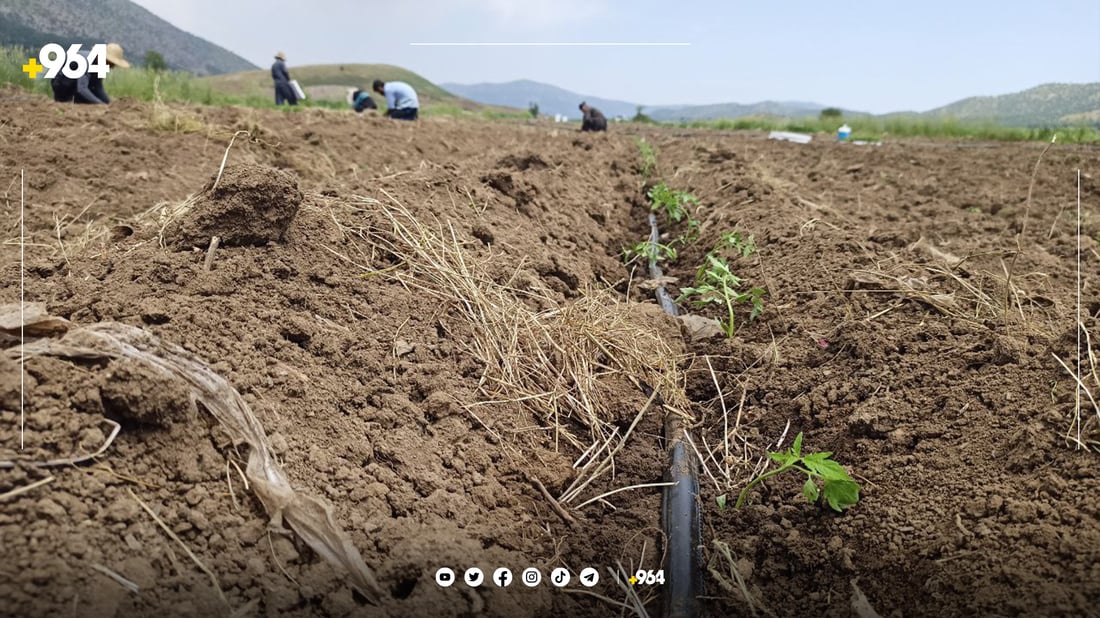 پێنجوێنییەکان ئەمساڵ زیاتر تەماتەیان چاندووە