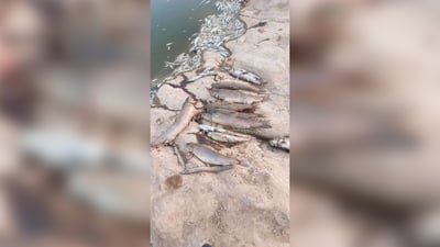 بۆ گرتنی چەند ماسییەک؛ زیاتر لە پێنج هەزار ماسی لەناوبرد