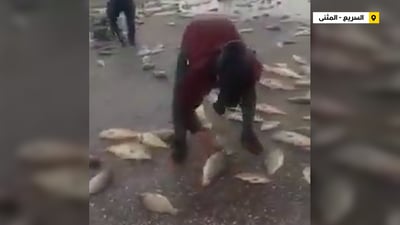 فيديو: أسماك حية متناثرة تقطع طريق بغداد – البصرة في المثنى