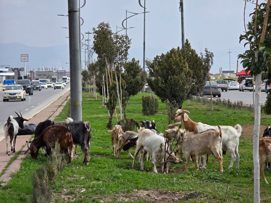 بزن و مەڕ و ماڵات داوەتی دار و گژوگیای شەقامی سلێمانی تاسلوجە بوون