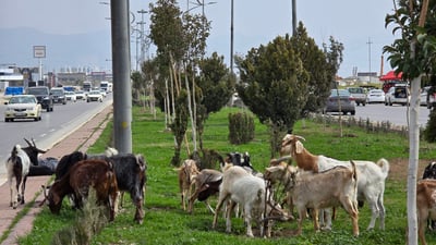 بزن و مەڕ و ماڵات داوەتی دار و گژوگیای شەقامی سلێمانی تاسلوجە بوون