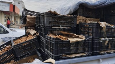 لە بازاڕی سەیدسادق زیاتر لە تۆنێک خورمای خراپبوو دەستیبەسەردا گیرا