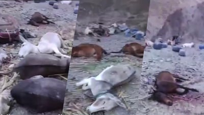 پاسه‌وانه‌كانى ئێران له ‌شارى سەراوان به‌ ته‌قه‌ زیاتر لە 30 كه‌ریان كوشت