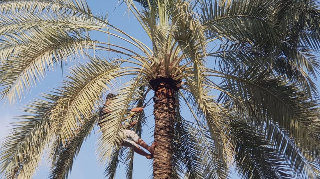 صور من بساتين الاسكندرية: المزارعون كافحوا مرض العناكب والخياس على نفقتهم!