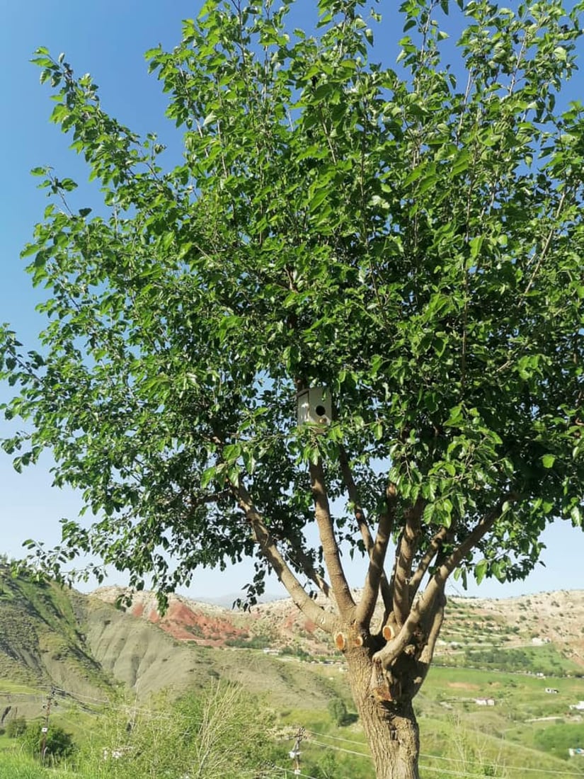 له‌ شه‌قڵاوه‌ هێلانه‌ى ده‌ستكرد بۆ باڵنده‌كان كێوییه‌كان دروست ده‌كرێت