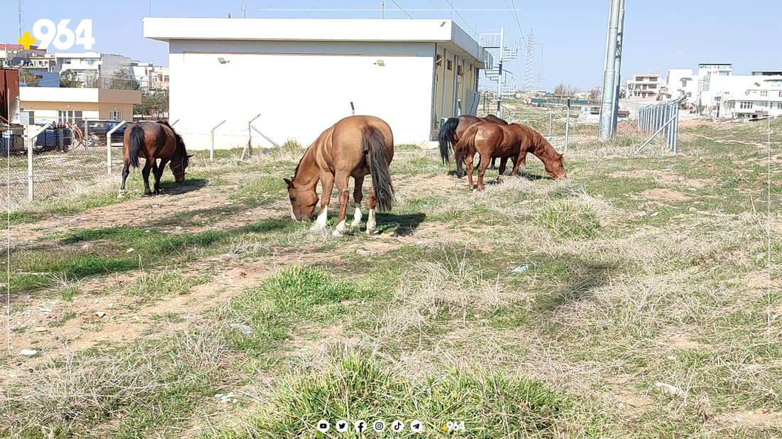 هەر سەگ نا، به‌كره‌جۆ به‌ده‌ست ئه‌سپ و مانگاش گرفتاره‌