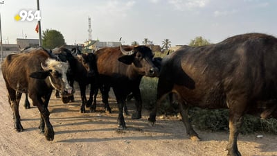 جفاف الأهوار يغير كل شيء.. الگيمر أصبح غالياً جداً في أسواق البصرة (صور وأسعار)