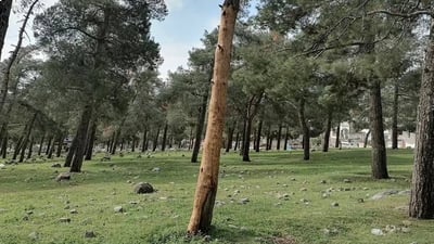 1000 شجرة أخرى ماتت في السليمانية.. غابات رانية مضطرة لقطعها “لمحاصرة الوباء”