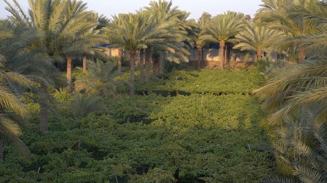 Academic grows six grape varieties using water-saving methods, opens farm to fellow growers