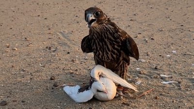 مطاردات خلف “طائر القوة الجنسية” في صحاري العراق.. 964 توثق رحلة صيد الحبارى