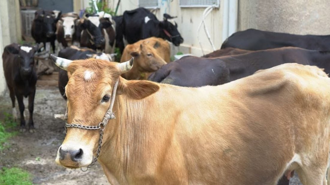 ژماره‌یه‌ك مانگا له‌ناو بازاڕى هه‌ڵه‌بجه‌ ده‌ستبه‌سه‌ركران