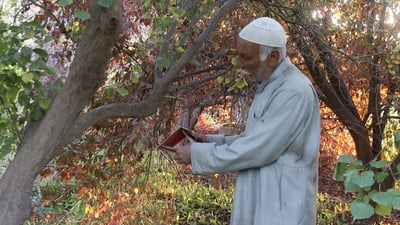 شاهد ماذا تفعل بالفواكه.. يجب أن تتدخل بغداد فوراً فذبابة الخوخ ستدمّر كل شيء!