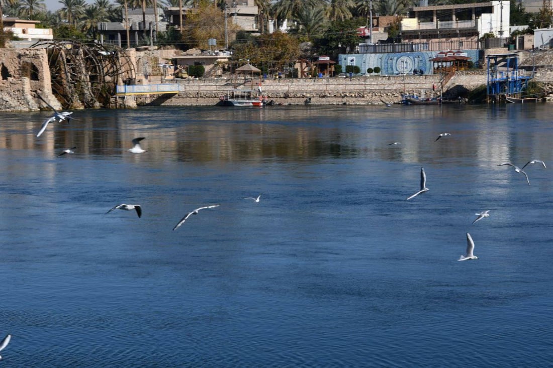 صور: نوارس آسيا الوسطى تحط على نواعير هيت.. فرصة لتوثيق ملامح الطائر المهاجر