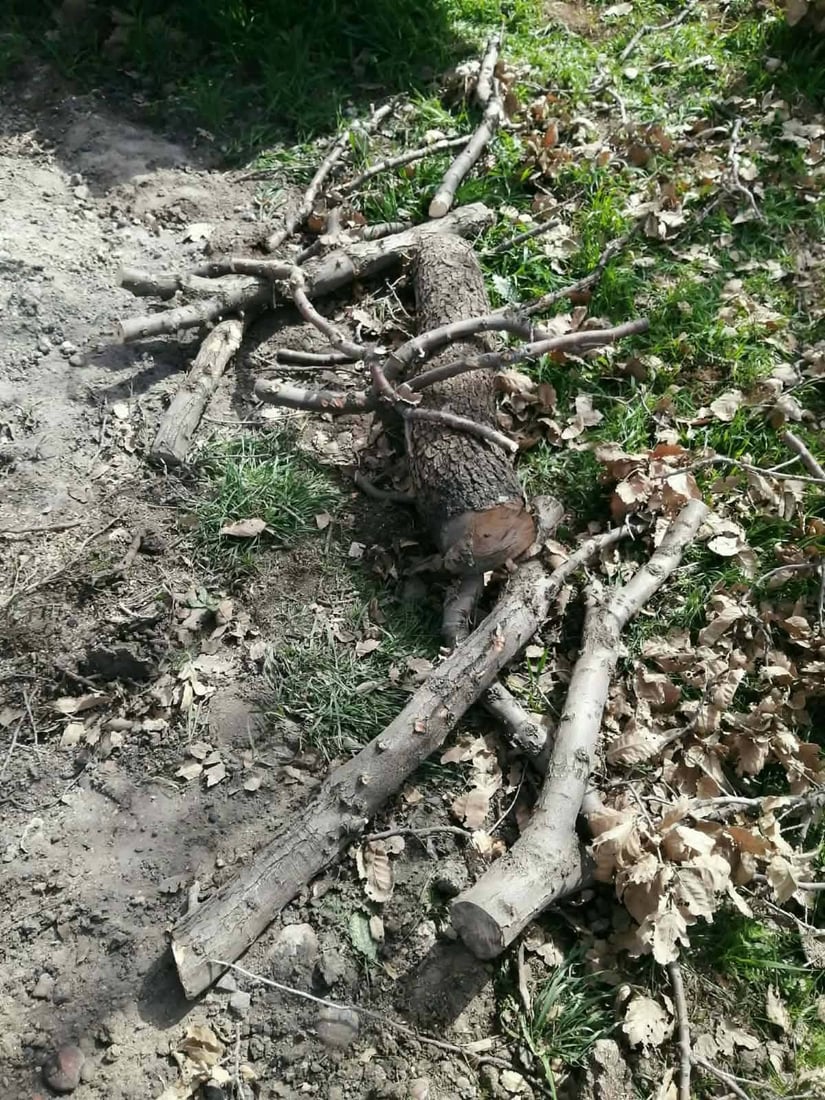 ژمارەیەک داربەڕووی جوانی لە قەرەداغ بڕییەوە؛ دەستگیر کرا