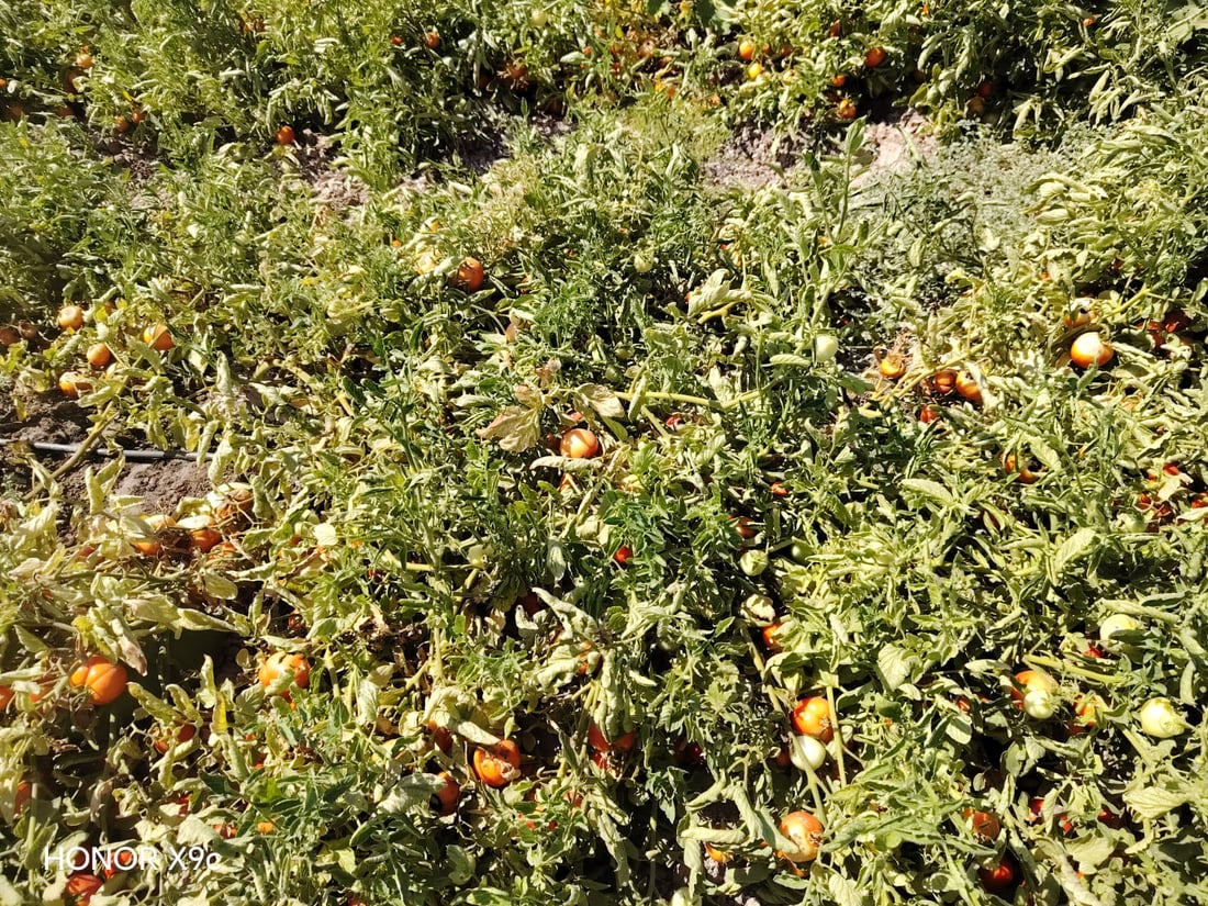 “طماطة نورة” تقفز من 4 آلاف إلى 22 ألفاً.. ربيعة تعوض خسائرها