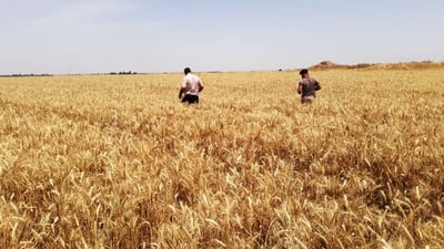 پردێ خۆی بۆ دروێنه‌ى گه‌نم و جۆى ئه‌مساڵ ئاماده‌ كرد