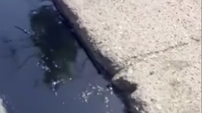 هەر مۆلیدەیەک رۆن و گازی بڕێژێت و ژینگە پیس بکات سزا دەدرێت