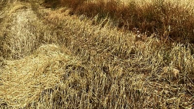 ئه‌مساڵ زیاتر له‌ 400 هه‌زار دۆنم گه‌نم له‌ دهۆك دروێنه‌ ناكرێت