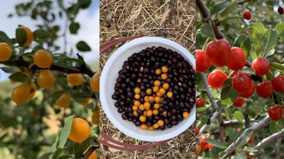أهل السليمانية اتجهوا نحو الجبال لجمع “البلالوك”.. ثمرة نادرة تعيش شهراً واحداً