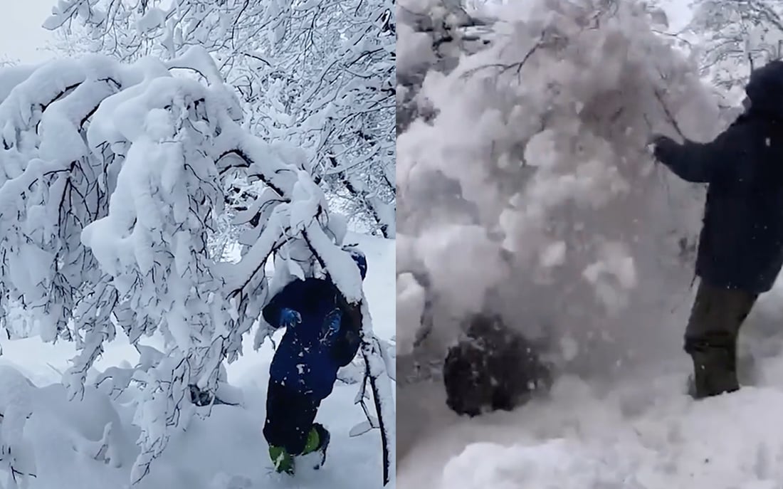 Volunteers rally to save trees from heavy snow