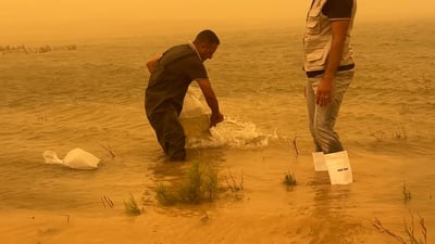 10 million carp released into Haditha Dam to boost fish stocks