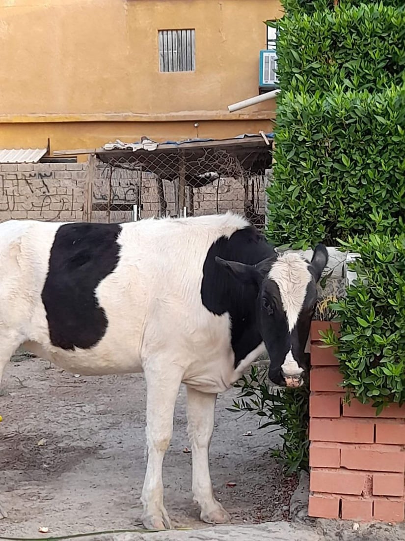 المقدادية: أبقار الوجيهية في كل مكان.. والسكان يطالبون بـ”اعتقالات”! (صور)