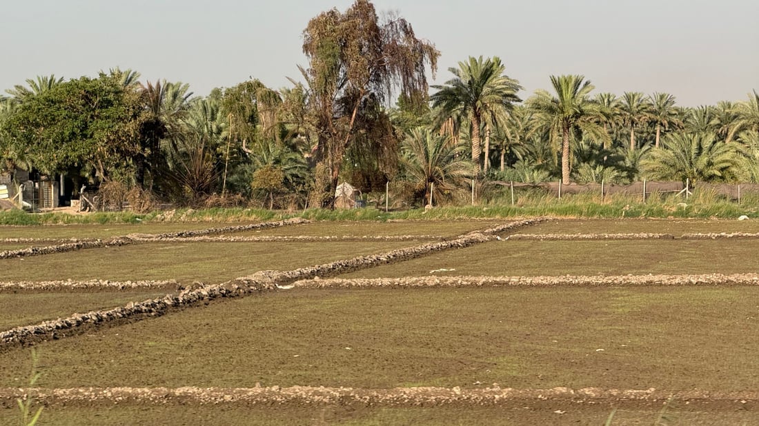 رائحة العنبر ستعود إلى مطابخكم.. أرقام وتوقعات أكبر موسم رز منذ سنين