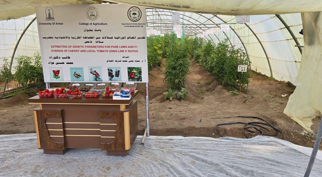 طالب أنباري يتمكن من تهجين الطماطة العراقية بالكرزية والناتج حامض حلو (صور)