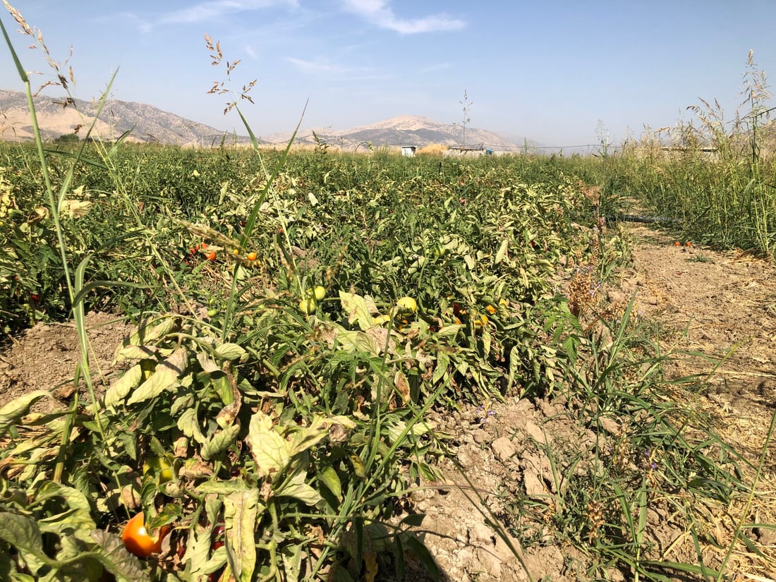 تەماتەی ئێرانی داغڵکرا و تەماتەی خۆماڵیش بەهاکەی لەدەستدا