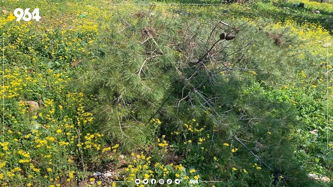 کەسێک 70 داری لە دارستانی سەیدسادق بڕیوەتەوە