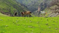 صور: ليست ريف سويسرا.. تجوال حر للخيول في 