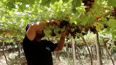 Farmers celebrate healthy Zaytouni grape harvest in Salah al-Din