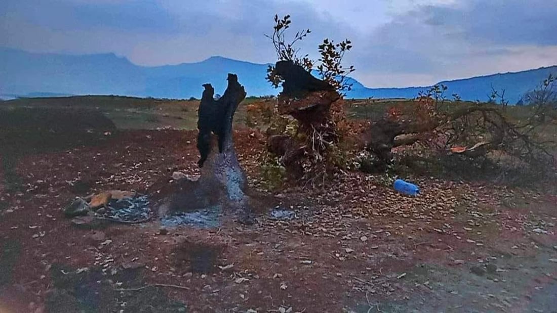 ئاگر هەناوی دار بەڕوویەکی 200 ساڵەی کرد بە خەڵوز