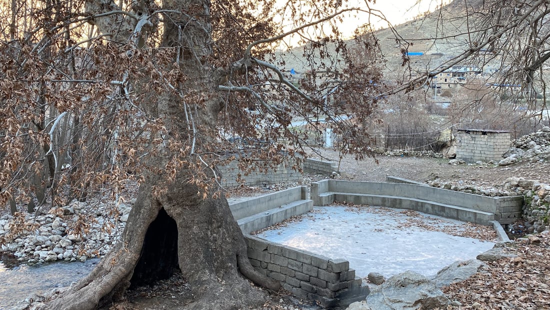 صور: شجرة “جنار” عملاقة في أربيل.. يقف بداخلها إنسان