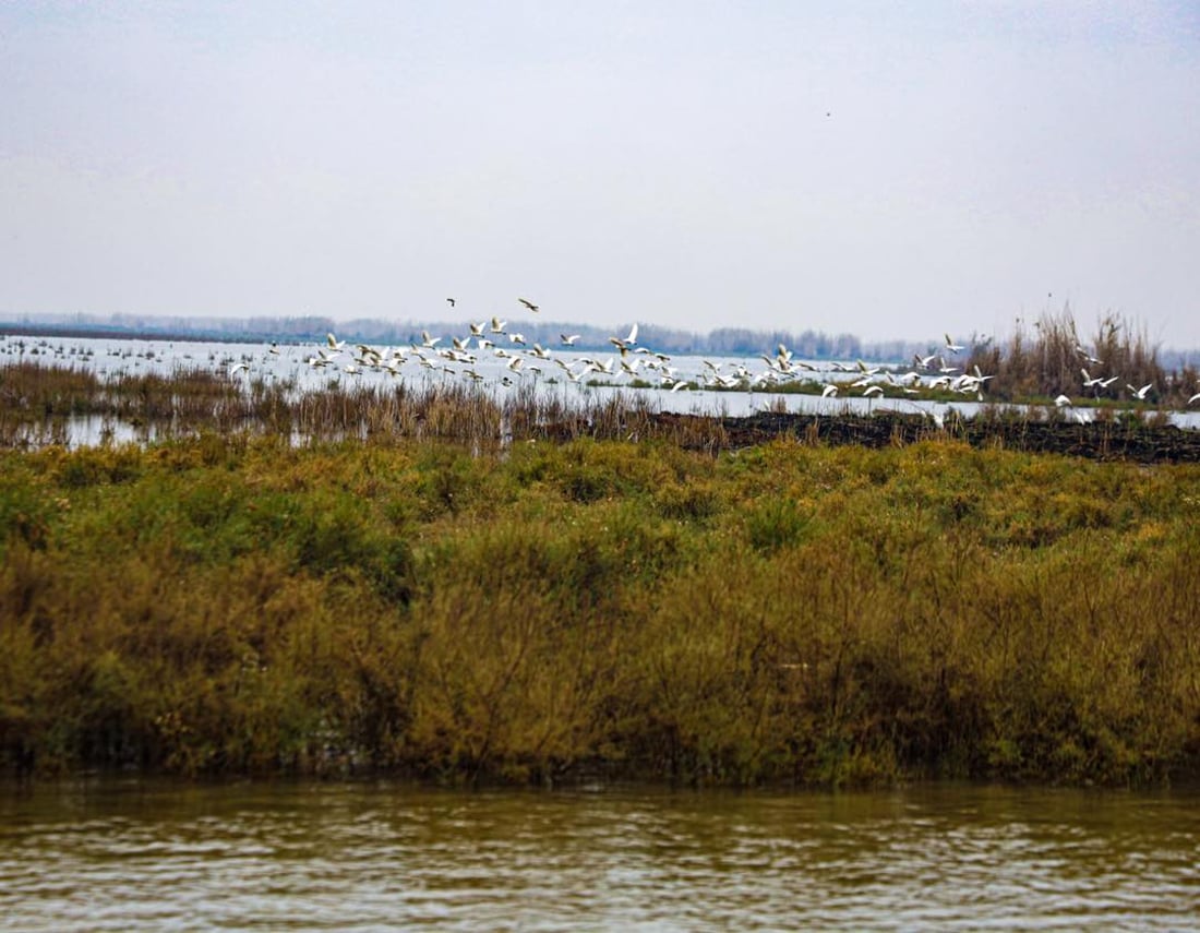 صور من الهور: الحويزة يتنفس من جديد بعد مياه الأمطار الأخيرة