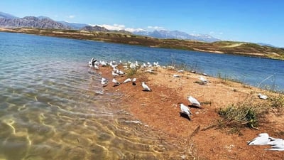 تكایه‌ له‌ شوێنى مرداربوونه‌وه‌ى نه‌وره‌سه‌كان نزیك مه‌بنه‌وه‌