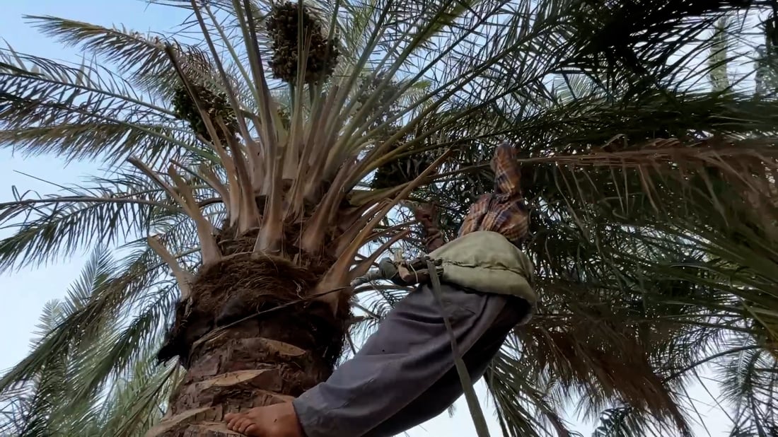 Anbar farmers turn to advance and direct sales as date harvest nears