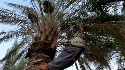 Anbar farmers turn to advance and direct sales as date harvest nears