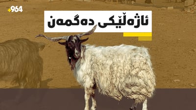 مەتەڵ نییە و سەری بزنە و لاشەی مەڕە