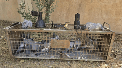 دوو هاوڵاتی لە تەكیە به تۆمەتی راوكردن دەستگیر كران