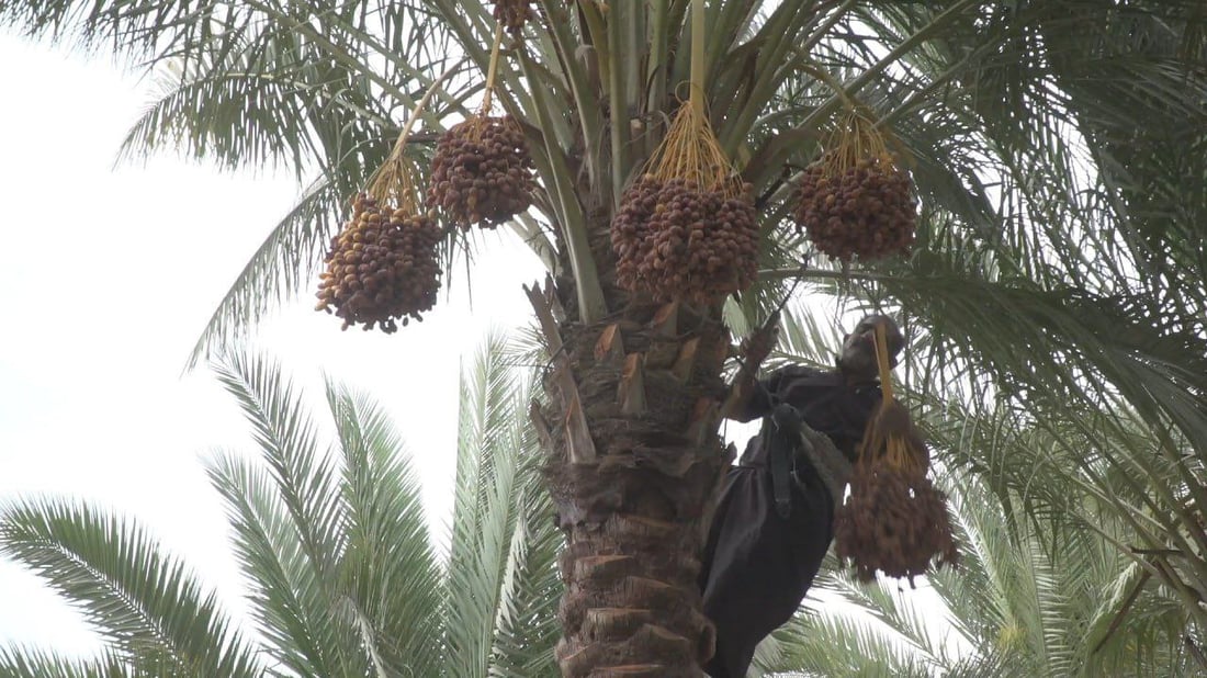 الزهدي أرخص تمور العراق ويباع “باليانصيب”.. نخل كثير جداً وربح غير مقنع أبداً!