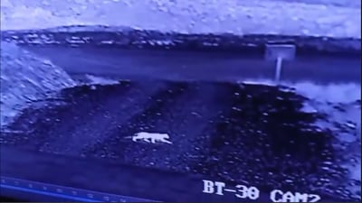 بۆ یه‌كه‌مجار له‌ چیاى قه‌ره‌چووغ پڵنگ بیندرا