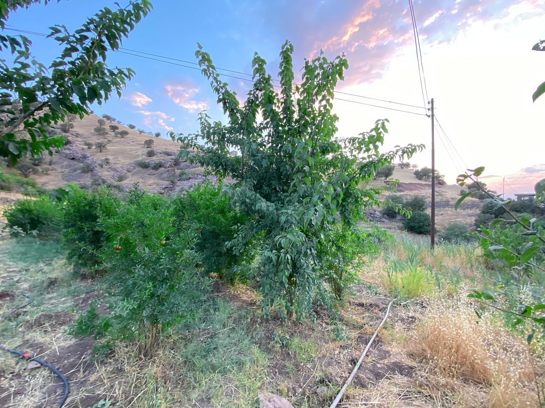 فيديو: “تكّي” بحجم التفاحة في السليمانية والشجرة انتقلت من طهران