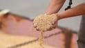Iraq ends wheat season with over 5.1 million tons, maintains self-sufficiency for third year