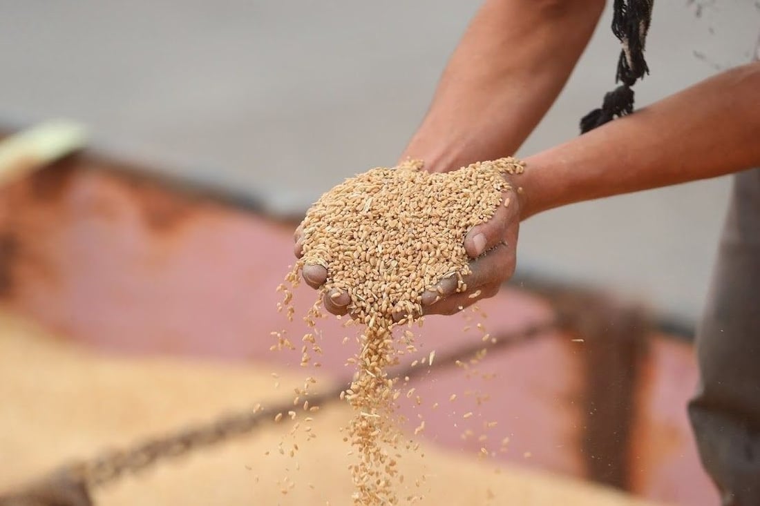 Iraq ends wheat season with over 5.1 million tons, maintains self-sufficiency for third year