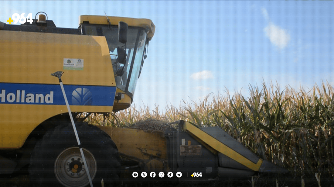 لە سنووری بەردەڕەش دروێنەی گەنمە شامی دەستیپێکرد